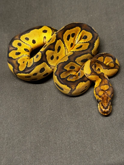 Clown Ball Python by Medusa's Gotaways, LLC