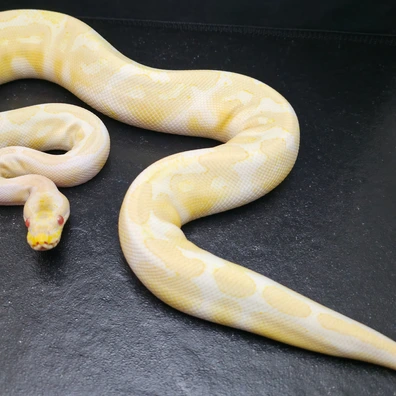 0.4 Bundel Mit 0.2 RARITÄTEN HAMM Ball Python - female for sale from G-Snakes