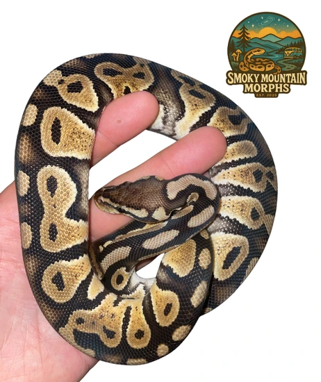 2025 Chocolate Pastel Male Ball Python by Smoky Mountain Morphs