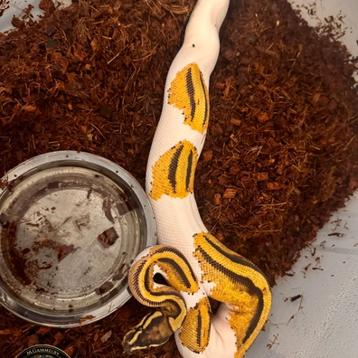 Orange Dreame Yellow Belly Pied Ball Python - male for sale from Gammelby’s Ballpythons