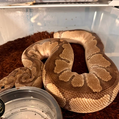 Disco Clown Ball Python - male for sale from Gammelby’s Ballpythons