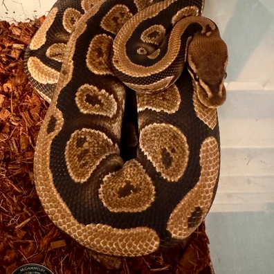 Cypress Het Hypo Ball Python - male for sale from Gammelby’s Ballpythons