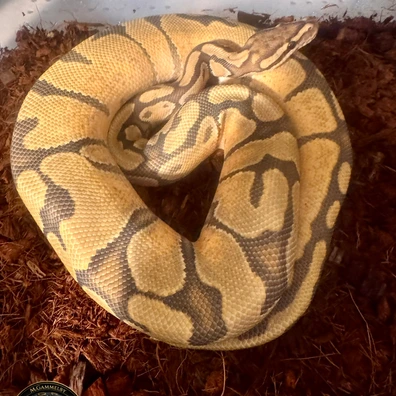 Hypo Enchi Ball Python - male for sale from Gammelby’s Ballpythons