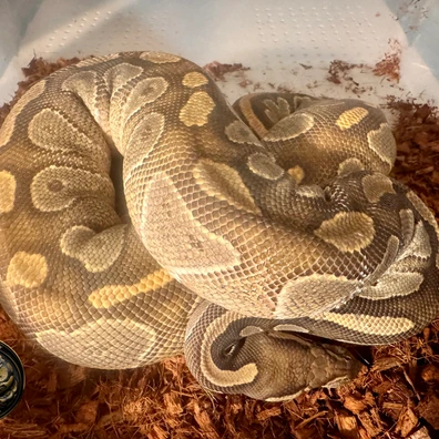 Black Head Enchi Hypo Ball Python - female for sale from Gammelby’s Ballpythons