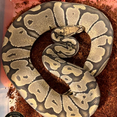 Hypo Ball Python - female for sale from Gammelby’s Ballpythons