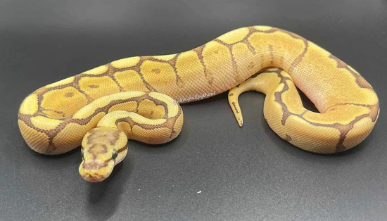 Fire Spider Ball Python by Viking Ball Pythons