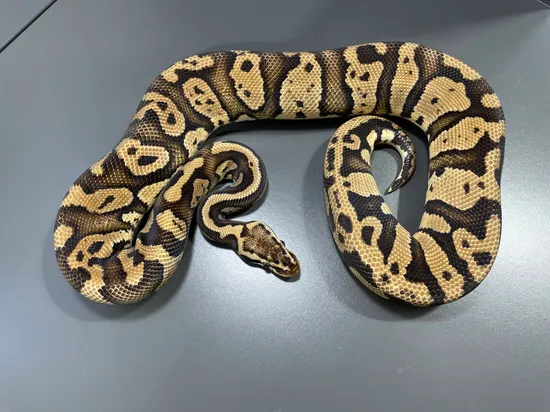 Pastel Acid Yellow Belly Ball Python by TRIGG Reptiles