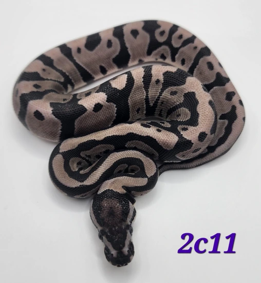 Female Vpi Axanthic Static Ball Python by Garland Exotics