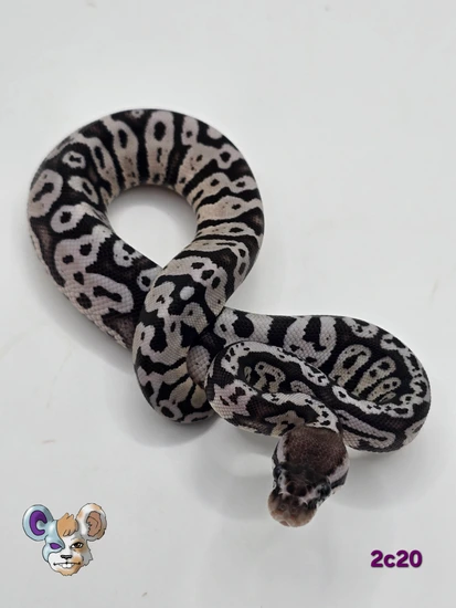 Pastel VPI Static Ball Python by Garland Exotics