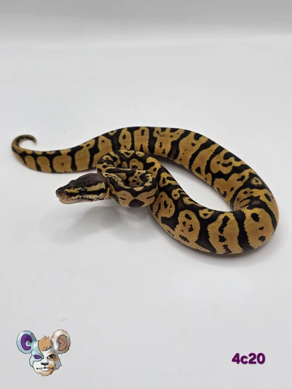 Pastel Static Het VPI Ball Python by Garland Exotics
