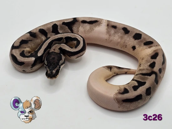 ⚡️VPI "Lightning" Pied⚡️ Ball Python by Garland Exotics