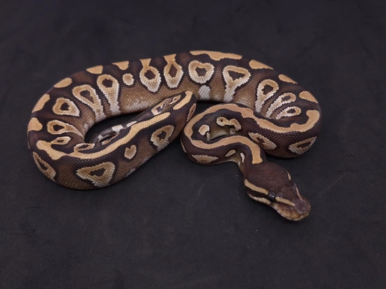 Moab Ball Python Mojave Ball Python by Frankenstein Creatures
