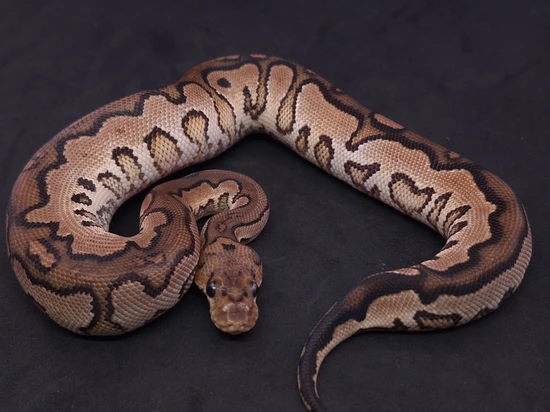 Cinnamon Yellow Belly Clown Ball Python by Frankenstein Creatures