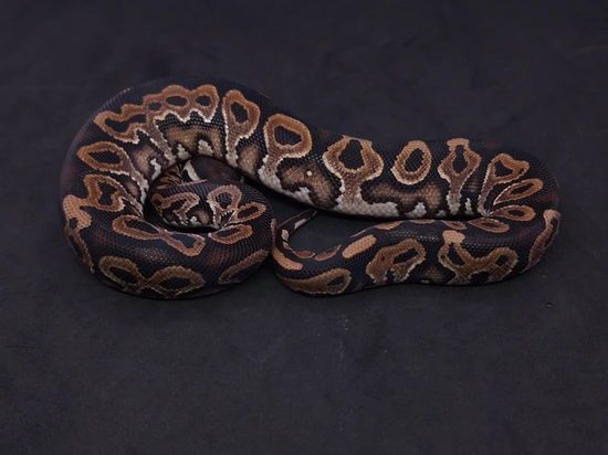 Yellow Belly Gypsy Ball Python by Frankenstein Creatures