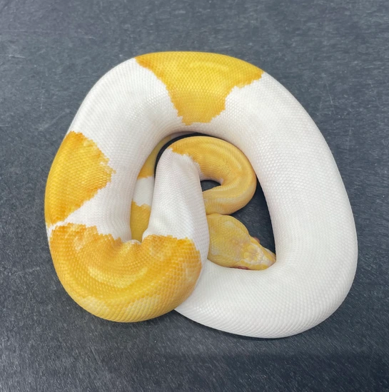 Albino Piebald Ball Python by Northeast Ohio Herpetoculture