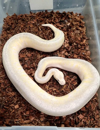 Super Pastel Lesser Pin Cinnamon Ball Python by Setto Snake
