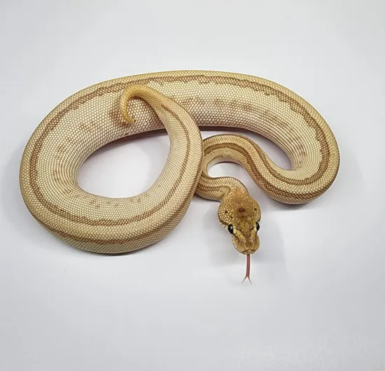 Leo Lesser Ball Python OD Fire Leo Lesser Poss Het Clown Ball Python by Setto Snake
