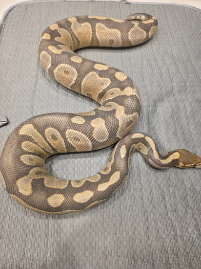 Cinnamon Hypo Het Desert Ghost Ball Python by Bubblehead