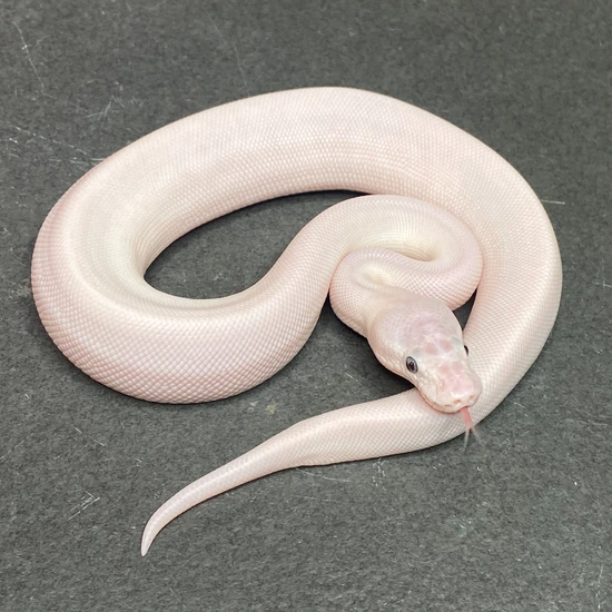Blue Eyed Leucistic (BEL) Ball Python (Male ID: 25DI4M) by Great Basin ...