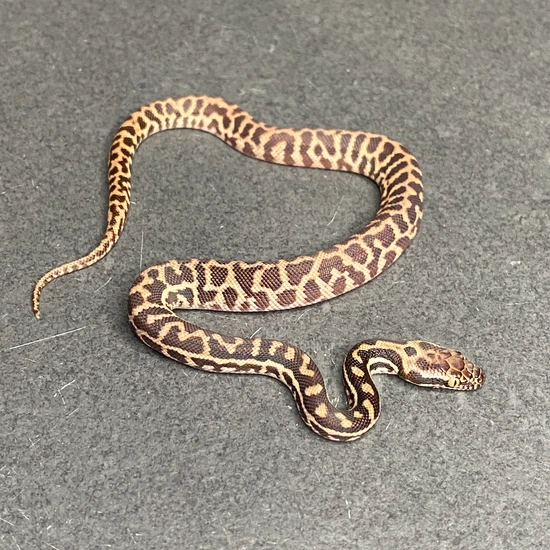 chembar フラットパイソン 37 Western (Wheatbelt) Stimson's Python (Female ID: 25EJ8F) Stimson's