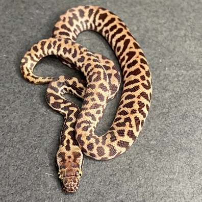 Western (Wheatbelt) Stimson's Python (Female ID: 25EJ8F) Stimson's