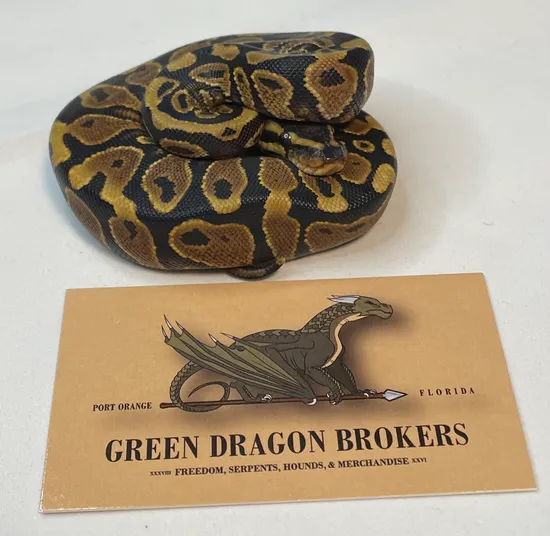 Wild Type Python Wild Type Ball Python by Green Dragon Brokers