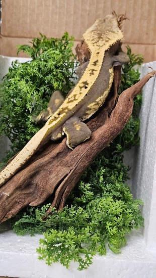 Skid Crested Gecko by Getgo Gecko