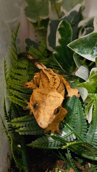 MaXSk (M) Crested Gecko by Getgo Gecko