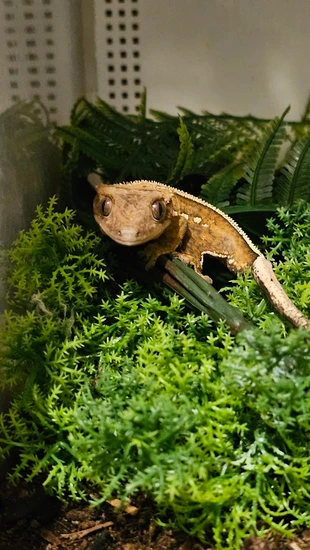 MaXSk (M) Crested Gecko by Getgo Gecko