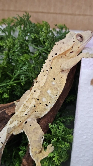 Yellow Dalmatian Crested Gecko by Getgo Gecko