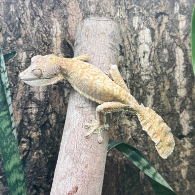 100+ Leaf-Tailed Geckos For Sale | MorphMarket