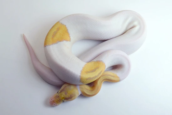 Banana Pinto Pied 66% Het Albino Ball Python by Gecko Babies