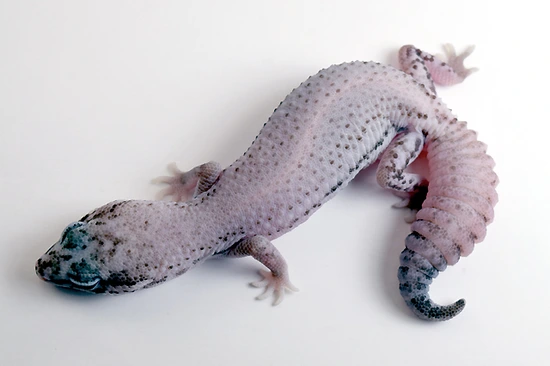 Oreo Patternless African Fat-Tailed Gecko by Gecko Babies