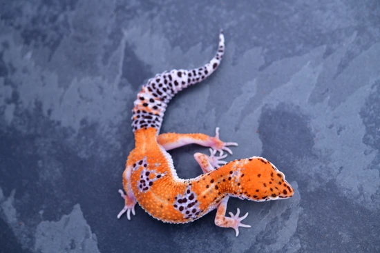 Purple Head Tangerine Leopard Gecko by Geckoboa
