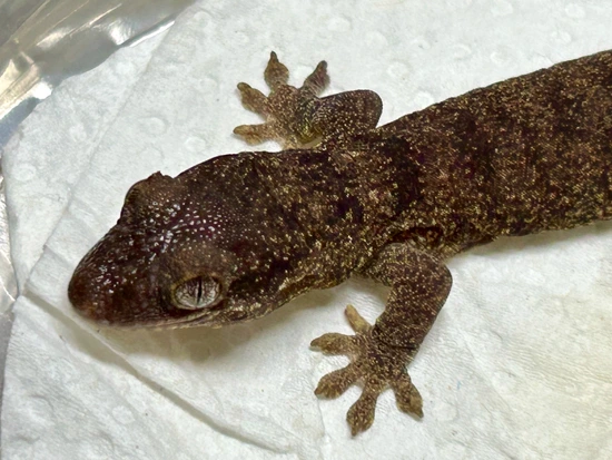 Lesser Gecko Lesser Rough-snout Gecko, Rhacodactylus Trachycephalus More Gecko by ...