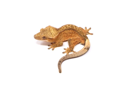 Tangerine Phantom Male - Crested Gecko