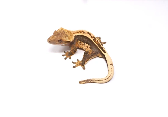 Lavender Tangerine Empty Back Soft Female - Crested Gecko