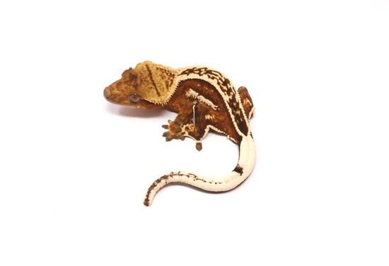 Creamsicle Empty Back Soft Scale Male - Crested Gecko