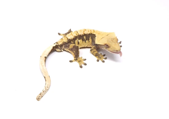 Harlequin 100% Het Axanthic Male - Crested Gecko