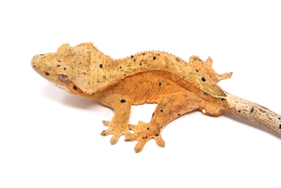 Hyper Tangerine Phantom Dalmatian Male - Crested Gecko