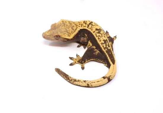 Dark Tangerine Empty Back Soft Scale Female - Crested Gecko