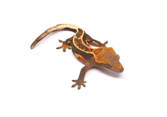 Possible Hyper Tangerine Super Empty Back Soft Scale Female - Crested Gecko