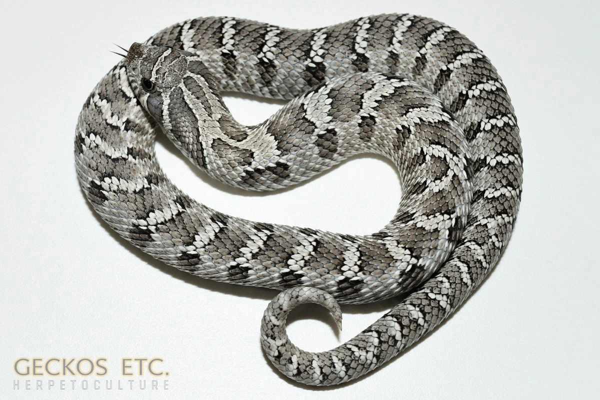 Axanthic Western Hognose Snake, 100% Het Stormcloud Western