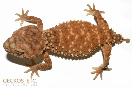 Rough Knobtail Gecko, Nephrurus Amyae Knob-Tailed Gecko by Geckos Etc ...