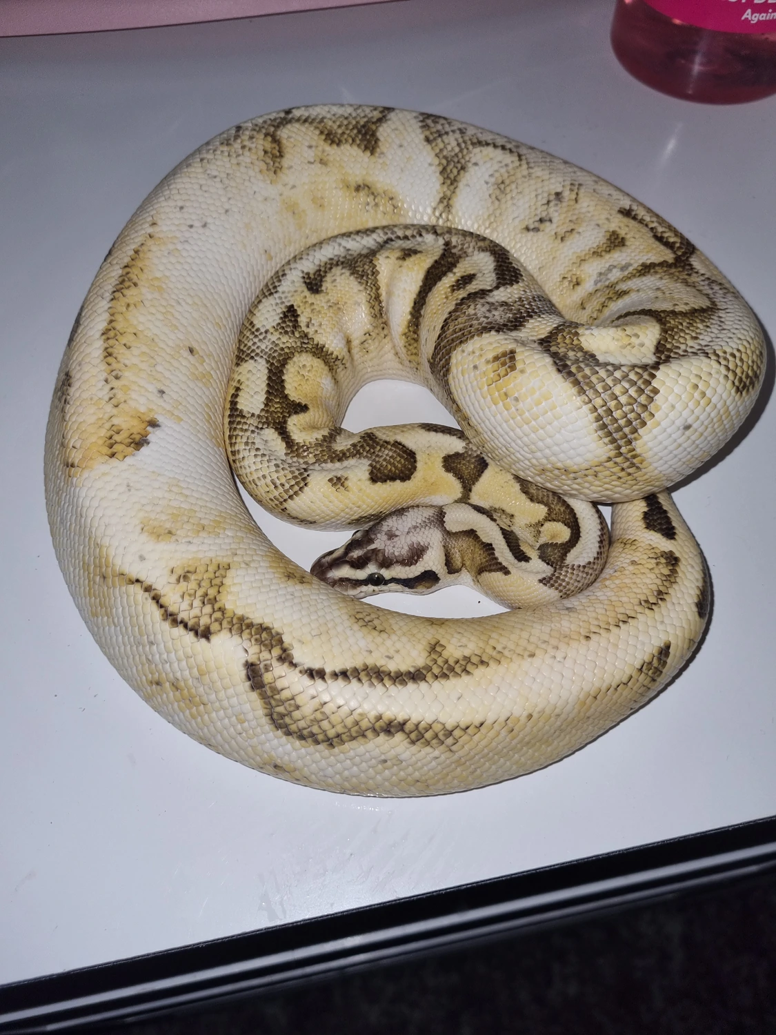 Acs Ball Pythons's Collection - MorphMarket