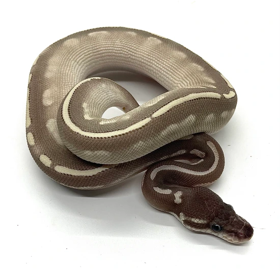 Super Phantom Ball Python by Genesis Reptiles