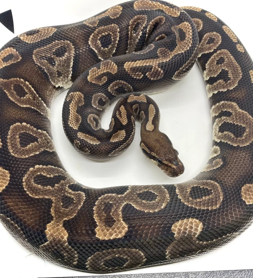 Phantom Ball Python by Genesis Reptiles