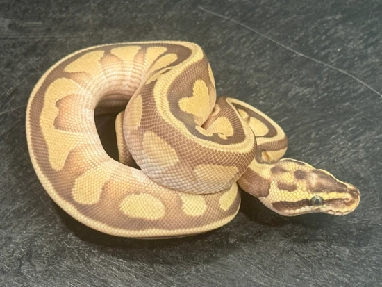 Butter/Lesser Fire Ball Python by Genius Genetics Reptiles