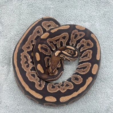 Black Pastel 100% Het Pied Female 2000g Ball Python - female for sale from Geordie Genes - Morphs and Mutations