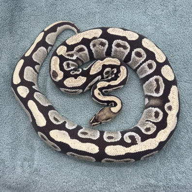 Desert Ghost Female 2500g Ball Python - female for sale from Geordie Genes - Morphs and Mutations